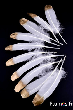 Gans gouden punt - 15-21 cm - wit